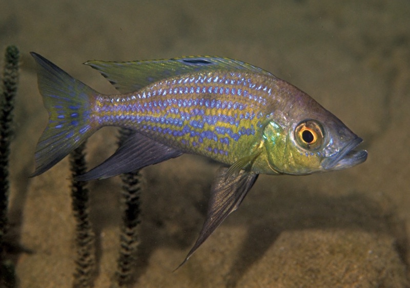 Aulonocranus dewindti 'Ndole Bay'